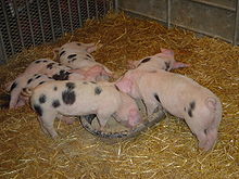 220px-Piglets_DSC03981